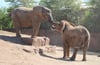 Mwana (links) und Sweni, die beiden Elefantenkühe im Magdeburger Zoo, konnten sich erstmals aus der Nähe "berüsseln".