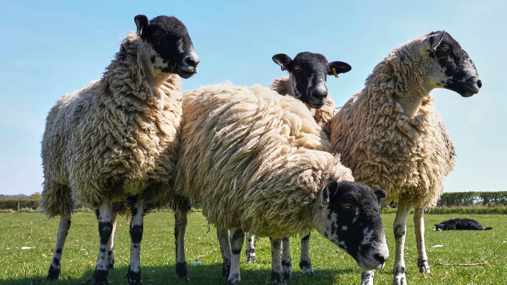 In Prettin sind mehrere Schafe gestohlen worden. Die betroffene Familie musste bereits vorher einen Trauerfall verkraften.