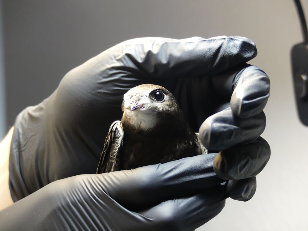 Kristin Williges aus Merseburg, eine der beiden Vogelretterinnen aus dem Saalekreis, die nun der Arbeitsgruppe „Wilde Feder Saalekreis“ angehören, kümmert sich um 60 bis 70 Mauersegler pro Saison.