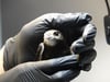 Kristin Williges aus Merseburg, eine der beiden Vogelretterinnen aus dem Saalekreis, die nun der Arbeitsgruppe „Wilde Feder Saalekreis“ angehören, kümmert sich um 60 bis 70 Mauersegler pro Saison.