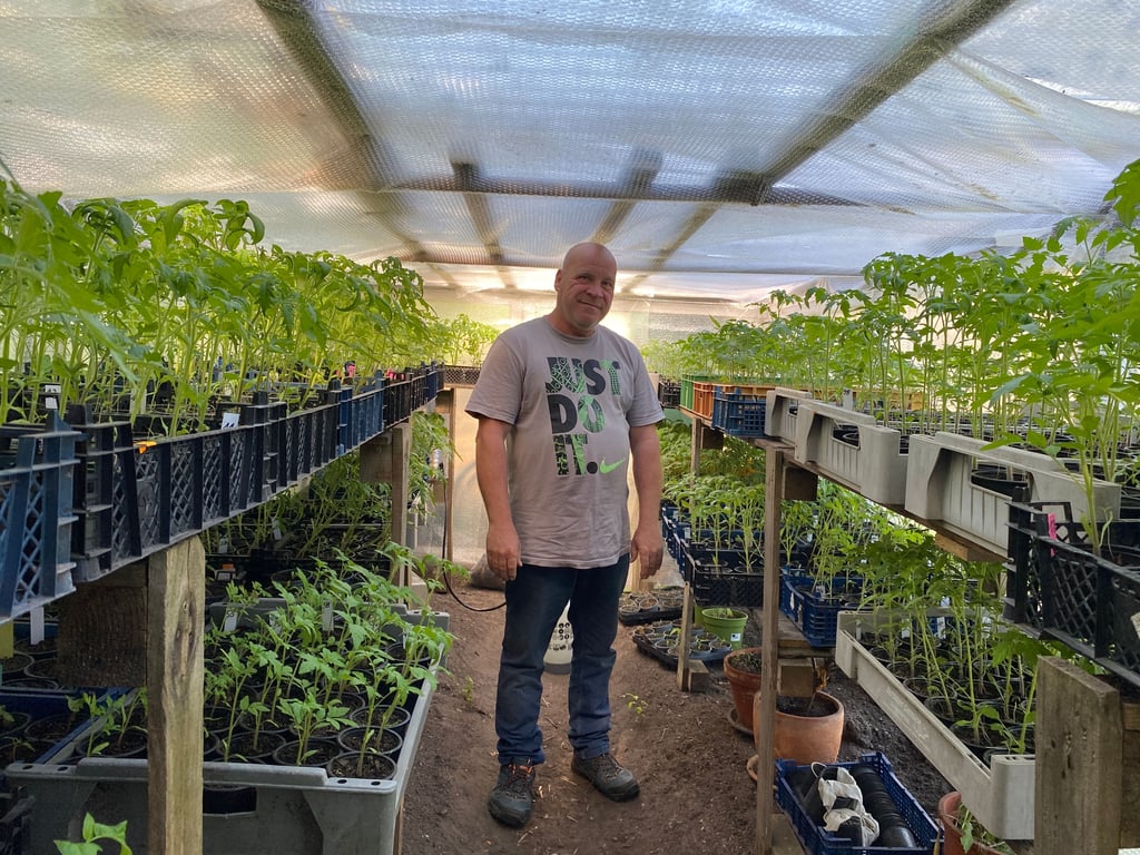 In seinem Gewächshaus hat Uwe Meinz 130 verschiedene Tomaten stehen.