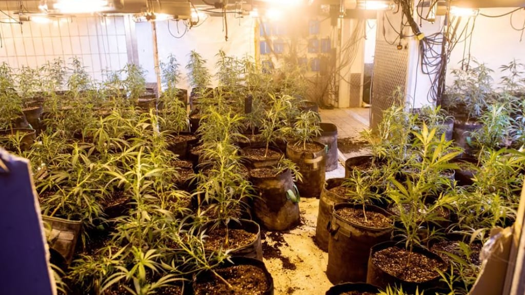 Eine große Hanfplantage ist bei einer Razzia in Pfitzdorf (Könnern) aufgeflogen.