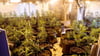 Eine große Hanfplantage ist bei einer Razzia in Pfitzdorf (Könnern) aufgeflogen.