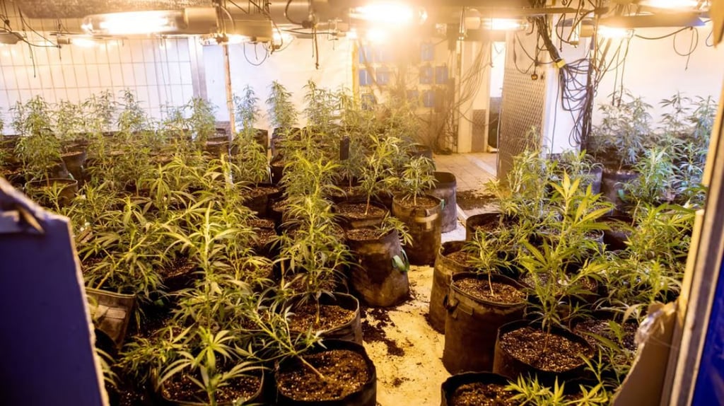 Eine große Hanfplantage ist bei einer Razzia in Pfitzdorf (Könnern) aufgeflogen.
