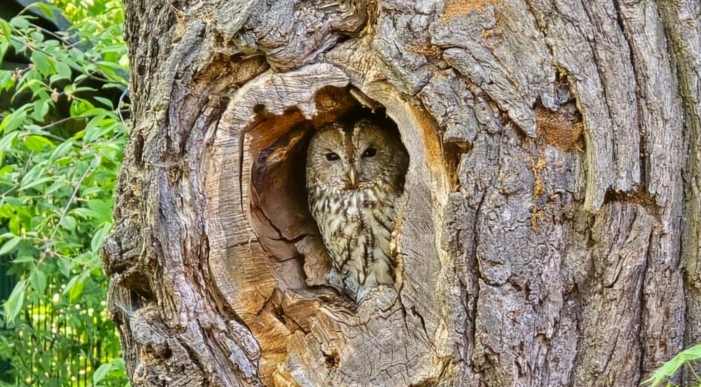 Ein Waldkauz hat es sich am Eingang zum Wildpark Weißewarte gemütlich gemacht.