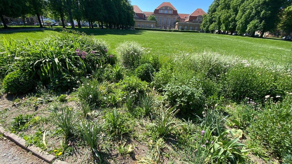 Blick auf das Beet am Käthe-Kollwitz-Platz in Halberstadt.