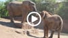 Mwana (links) und Sweni, die beiden Elefantenkühe im Magdeburger Zoo, konnten sich erstmals aus der Nähe "berüsseln".