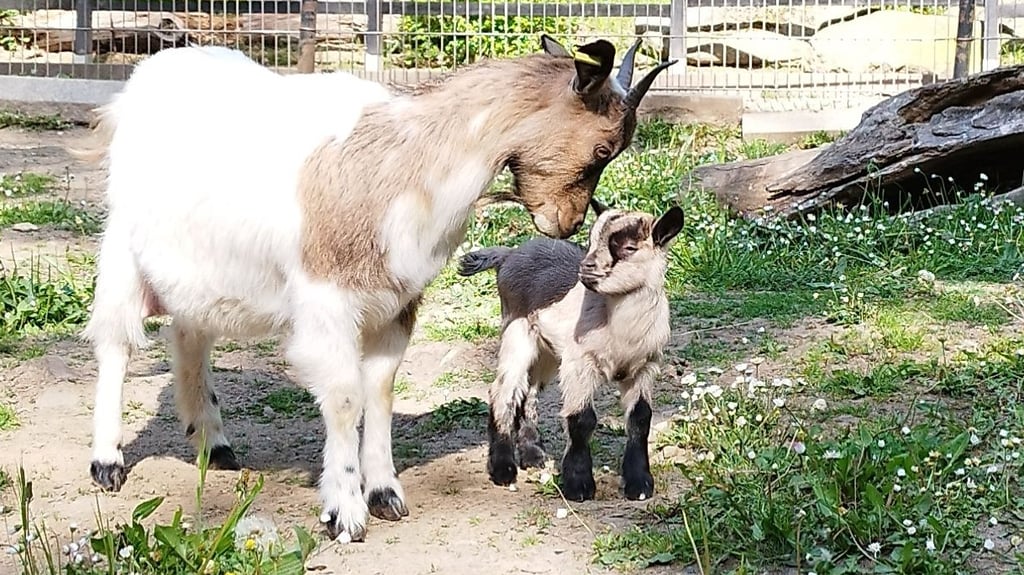Besonders bei Kindern steht das Streichelgehege im Wernigeröder Wildpark Christianental besonders hoch im Kurs. Doch das ist aktuell tabu.