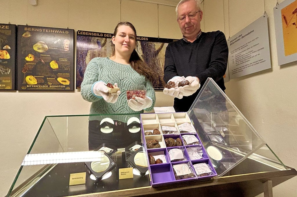 Im Kreismuseum Bitterfeld steht ein altes Lehrsammlungsstück aus Ostpreußen im Mittelpunkt – Roland Wimmer und Cora Pröschold zeigen den seltenen Gedanit mit Original.