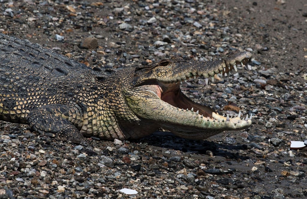 In keinem anderen Land der Erde werden so viele Menschen von Krokodilen getötet wie in Indonesien. (Symbolbild)