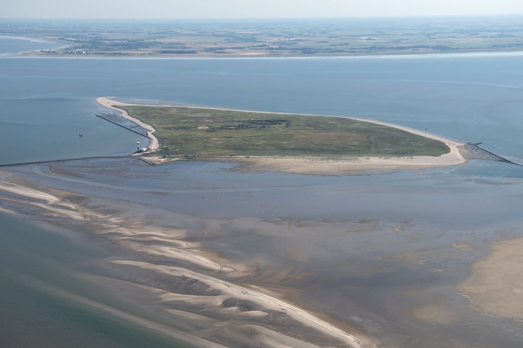 Experten wollen das angespülte Tier auf der Insel untersuchen. (Archivfoto)