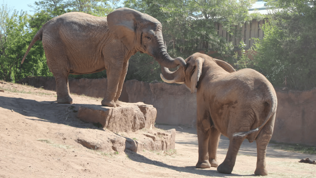 Mwana (links) und Sweni, die beiden Elefantenkühe im Magdeburger Zoo, konnten sich erstmals aus der Nähe "berüsseln".