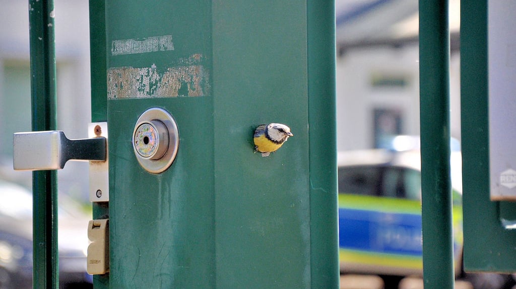 Wer schaut denn da nach dem Rechten? Im Eingangstor des Polizeireviers Stendal hat es sich ein Meisenpärchen gemütlich gemacht.