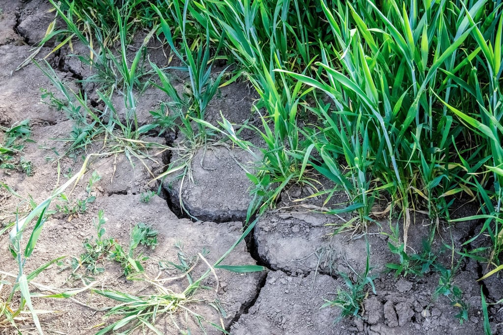 Trockenheit in der Region Osnabrück macht der Landwirtschaft zu schaffen.