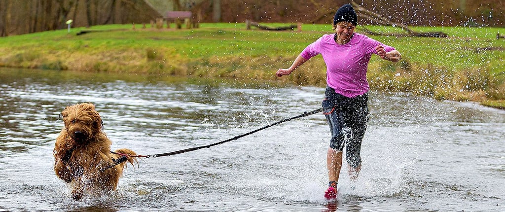 Hunde im Wasser – das ist am Arendsee nicht überall möglich.