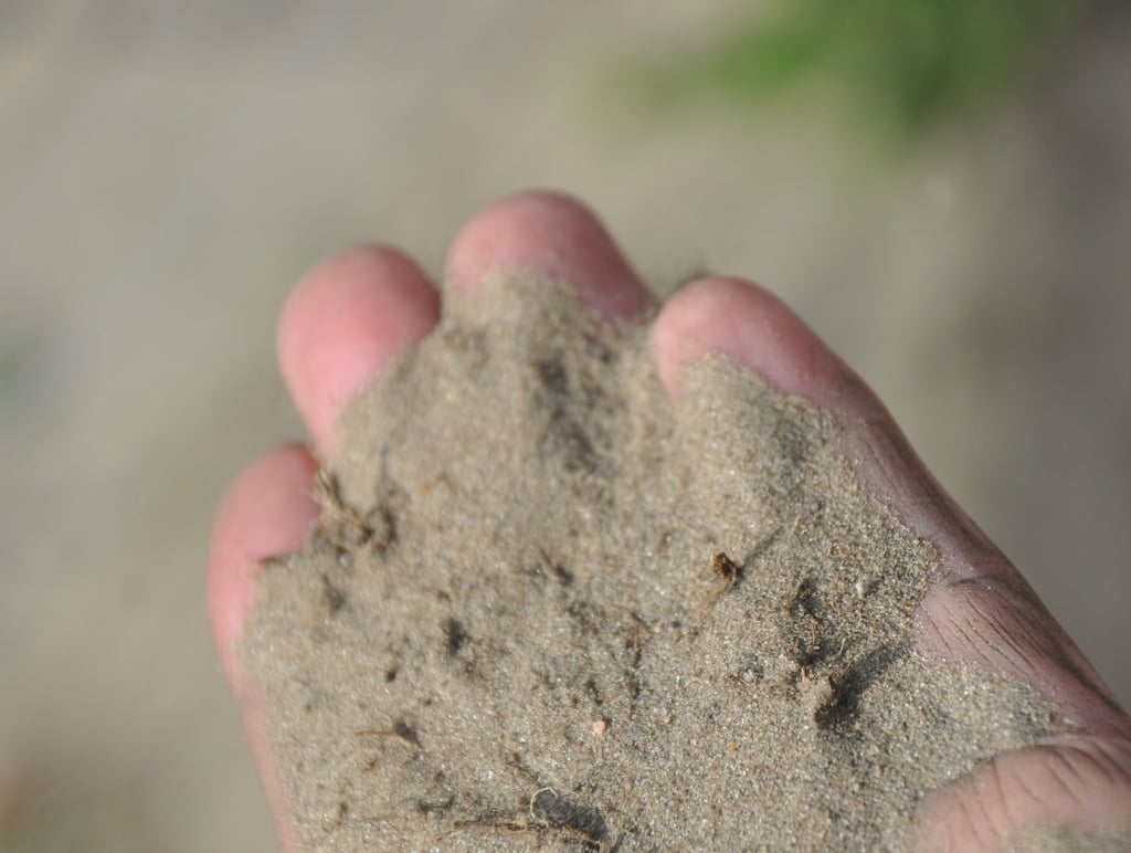 Die eingezäunte Erstaufforstung bei Groß Garz (Landkreis Stendal) hat ganz verschiedenen Boden. Darunter befindet sich auch dieser "Zuckersand", mit dem die Kiefern klar kommen müssen. Das können sie eigentlich auch gut. Aber wenn kurz nach dem Anpflanzen eine langanhaltende Trockenheit kommt, wird's eng.