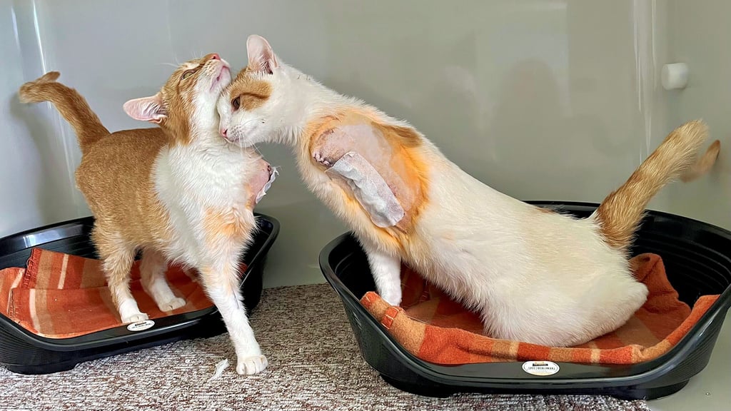 Eine Katze und ein Kater wurden in jämmerlichem Zustand von den Zeitzer Tierschützern in Theißen gefunden. Im Tierheim ist man sprachlos.  