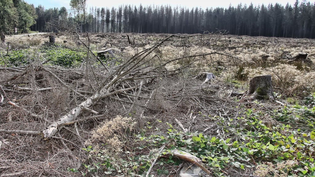 Trockenheit, Stürme und Borkenkäferbefall hatten viele Bestände von Fichten-Monokulturen wie hier nahe Breitenstein absterben lassen.