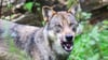 Nach Wolfsrissen warten landesweit mehrere Nutztierhalter auf eine finanzielle Entschädigung - auch im Harz. Die Auszahlung stockt, weil das Land die maßgebliche Richtlinie dafür nicht fortgeschrieben hat.   