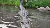 Hollywood-Alligator ist tot