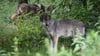 Mit dem neuen Territorium gibt es in Thüringen damit fünf Gebiete, die offiziell als Wolfsreviere gelten. (Archivbild)