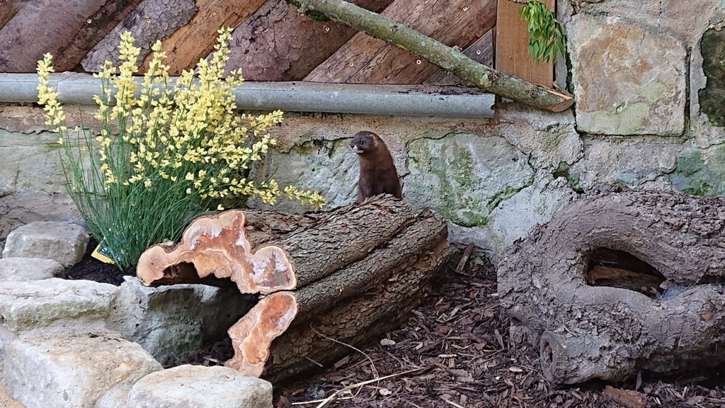 Ein Europäischer Nerz ist im Weißenfelser Heimatnaturgarten eingezogen.