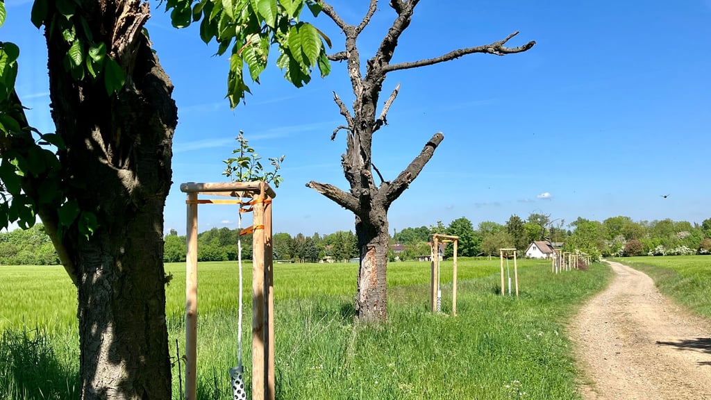 Der 70 Jahre alte Kirschbaum links trägt noch grüne Blätter, sein früherer Nachbar ist bereits tot. Damit Heteborns Feldflur in der Zukunft nicht baumlos ist, haben Einwohner mehr als 100 Obstbäume gepflanzt.