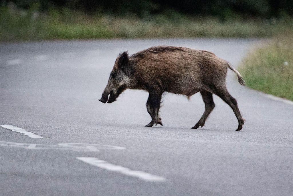Vor allem abends halten sich Wildschweine an der Bundesstraße 81 nahe der Harzköhlerei auf, berichten Autofahrer.