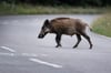 Vor allem abends halten sich Wildschweine an der Bundesstraße 81 nahe der Harzköhlerei auf, berichten Autofahrer.