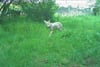 Diesen jungen  Wolf erfasste eine Wildkamera nahe der Holzweißiger Deponie.