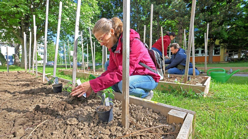 Auf dem Gelände der Pfeilergraben-Grundschule werden die Tomaten eingepflanzt.