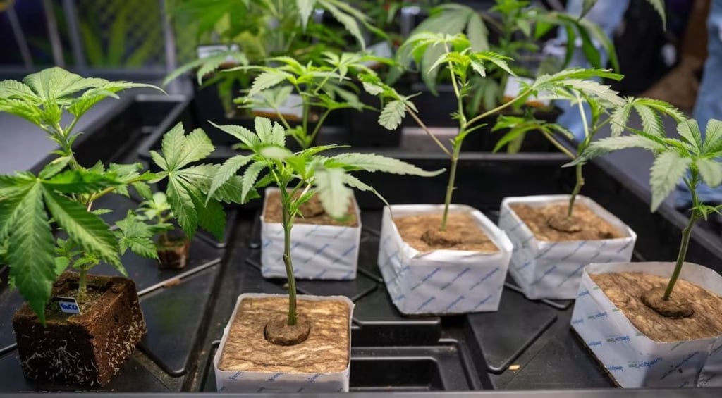 202 Cannabis-Pflanzen wurden von vier Verdächtigen in Helbra gehegt und gepflegt.