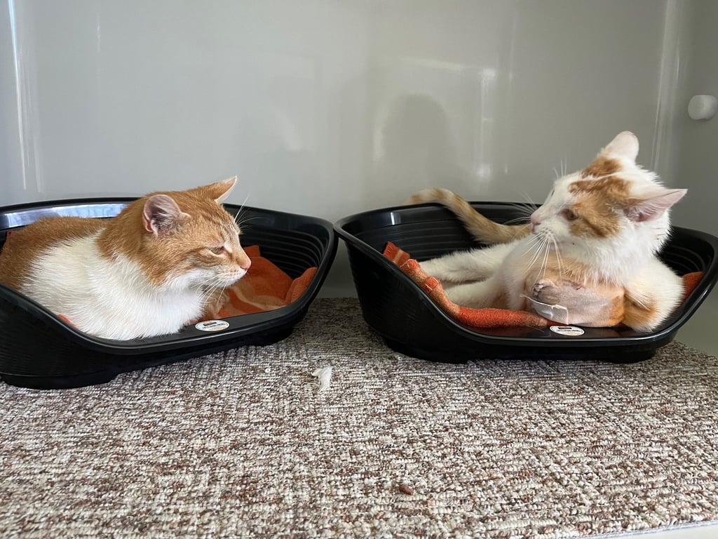 Eine Katze und ein Kater wurden in Theißen schwer verletzt ausgesetzt gefunden. Jetzt erholen sie sich im Zeitzer Tierheim.