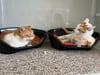 Eine Katze und ein Kater wurden in Theißen schwer verletzt ausgesetzt gefunden. Jetzt erholen sie sich im Zeitzer Tierheim. 