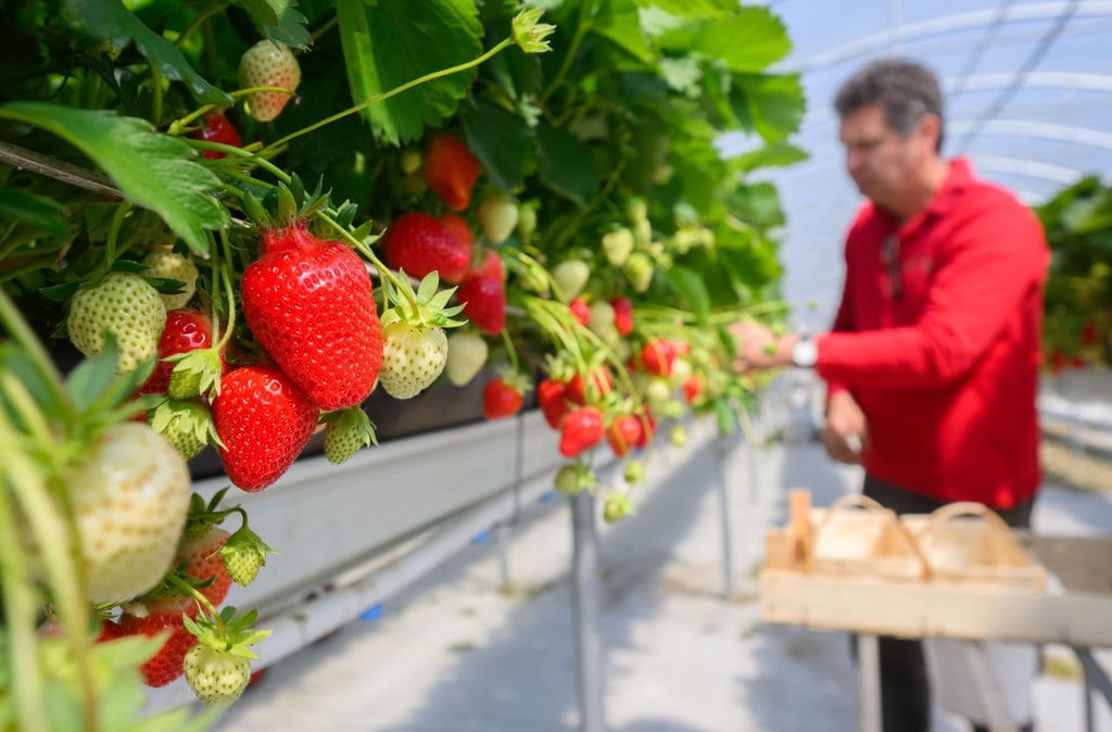 Die Erdbeerernte im geschützten Anbau hat in Niedersachsen schon vor einigen Tagen begonnen.