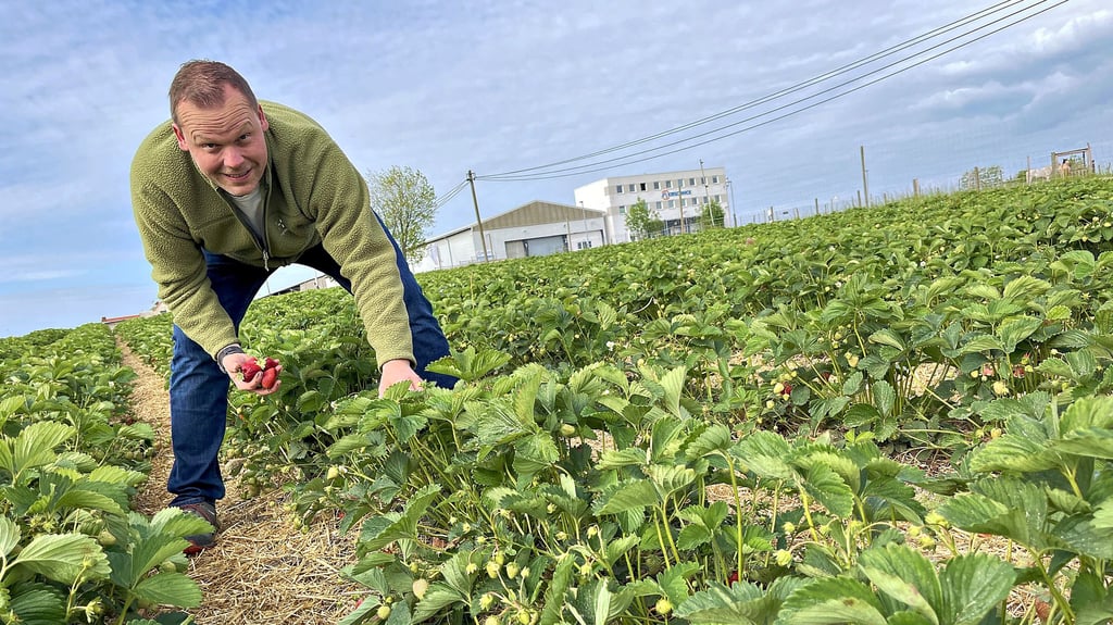 Regiofarmers-Chef Peter Meinhardt freut sich, dass es schon viele reife Früchte auf seinen Feldern gibt.