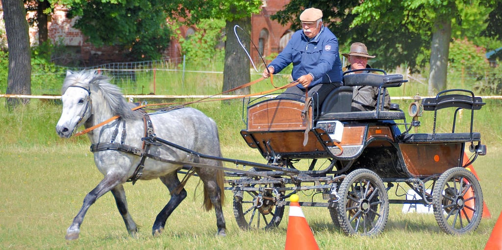 Gastgeber Dietmar Schwarzlose nahm selbst als Fahrer am Trainingstag in Sydow teil, er startete wie auch andere mit verschiedenen Pferden.