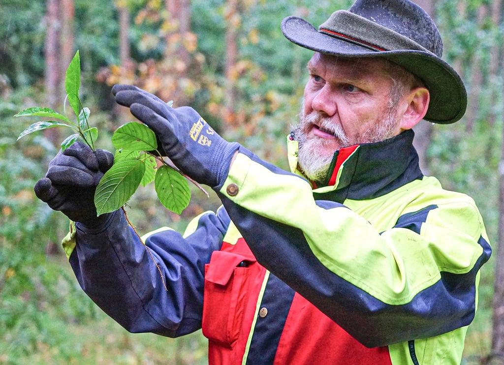 Gut geschützt bei Kontrollen im Wald: Revierförster Steffen Lieder aus Güsen mit dem Zweig einer Traubenkirsche.