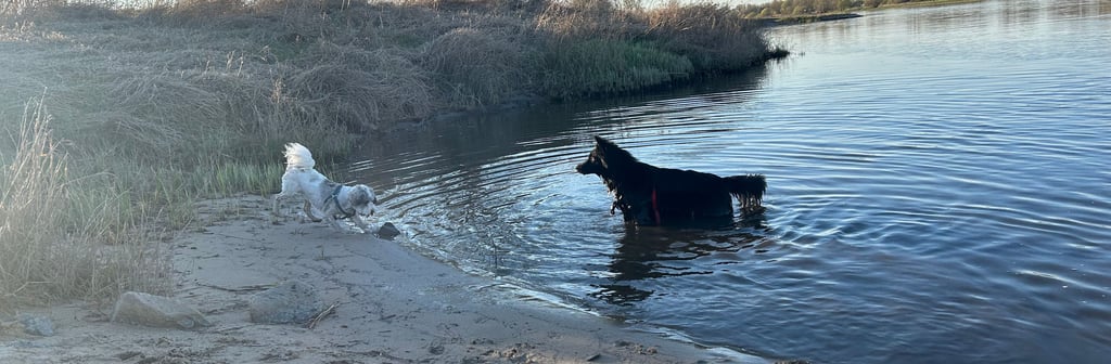 Ein Badestrand mit Hunden an einer Elbewiese.