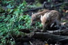 Zwei Frischlinge wie auf diesem Symbolfoto sind bei einem Unfall bei Weißenfels getötet worden.