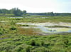 Eine Wiese bei den Brietzer Teichen bei hohem Wasserstand. 