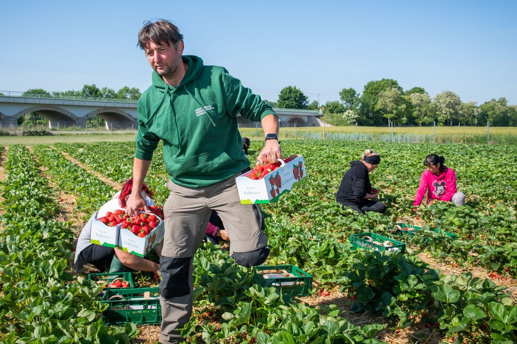 Daniel Keller mit Körben voller Erdbeeren - hier allerdings nur auf einem Archivfoto. Denn in diesem Jahr sind die Früchte noch nicht reif genug, um in Massen gepflückt werden zu können.