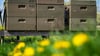 Rund 120 Gläser Honig haben die „Hafenbienen“ in Bensersiel im vergangenen Jahr produziert. (Symbolbild)
