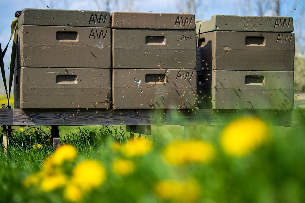 Rund 120 Gläser Honig haben die „Hafenbienen“ in Bensersiel im vergangenen Jahr produziert. (Symbolbild)