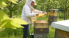 Alle Hände voll zu tun: Sachsens Imker müssen ihren Bienen derzeit viel Zeit widmen.