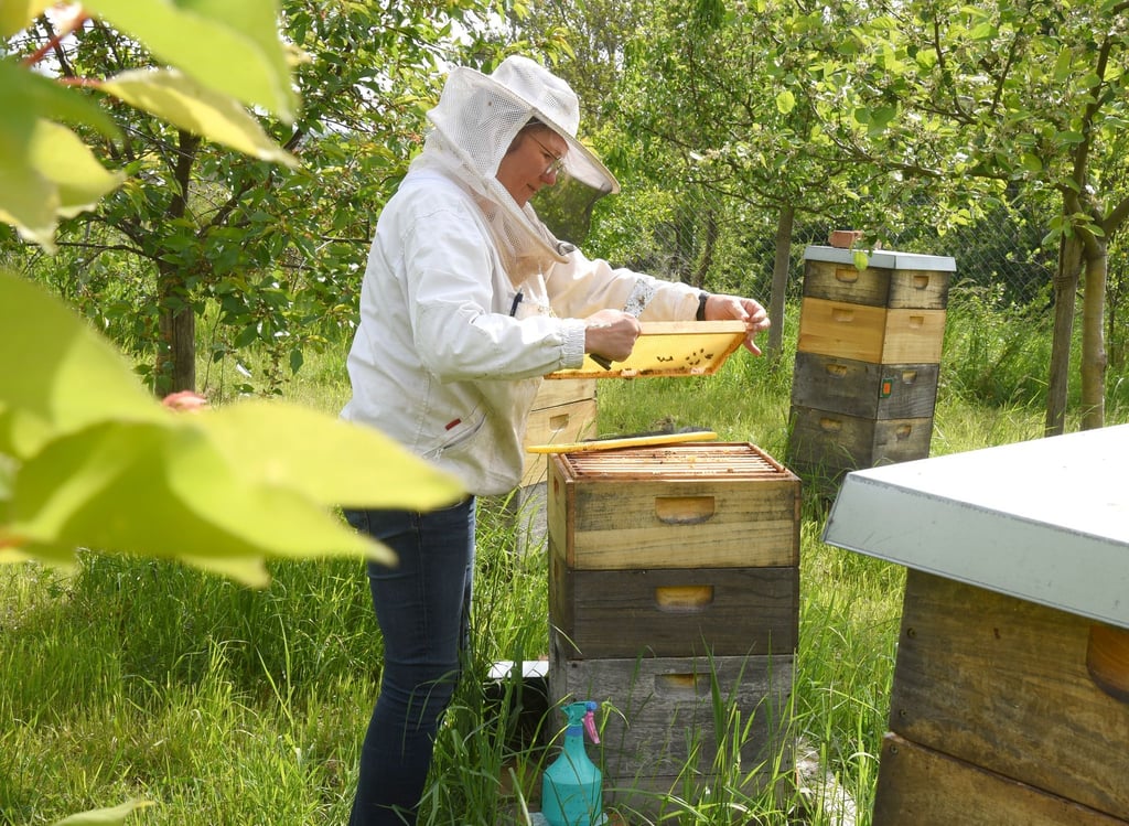 Alle Hände voll zu tun: Sachsens Imker müssen ihren Bienen derzeit viel Zeit widmen.