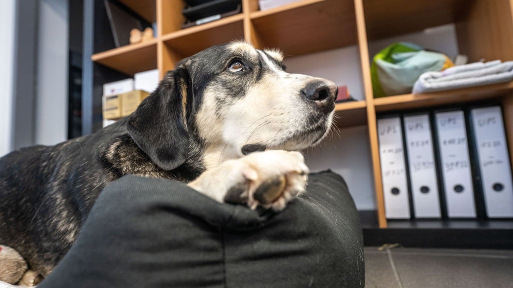 Wer seinen Hund mit zur Arbeit bringen möchte, braucht eine ausdrückliche Genehmigung des Arbeitgebers.