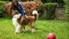 Garten mit Auslauf: hundesicherere Zäune und Hecken schützen vor ungewollten Ausflügen – und ermöglichen dem Tier freie Bewegung ohne Leine.
