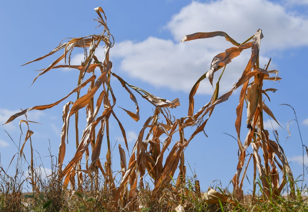 Langfristige Sommerprognosen von Wetterdiensten zeigen Tendenzen, liefern aber keine konkreten Vorhersagen für einzelne Tage oder Wochen.