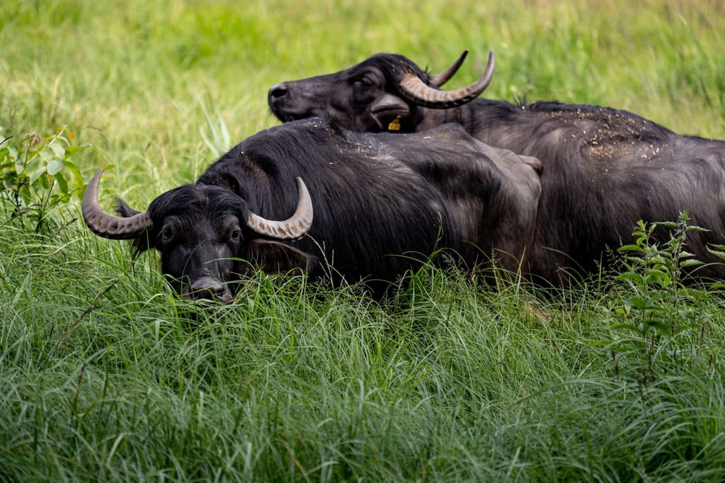 Zwei Kühe mit jeweils einem Kalb weiden bald auf der Insel (Archivbild).